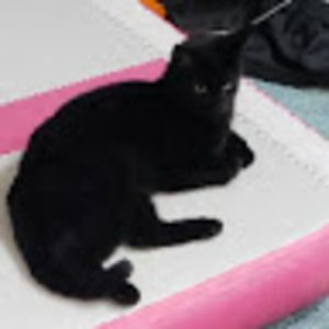 Meet your Posher, Chris1625